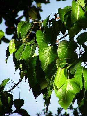 27/4/06 Bodhi Leaves