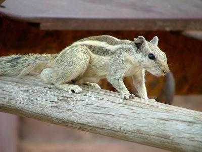 The Buster Gonad of the Squirrel World!