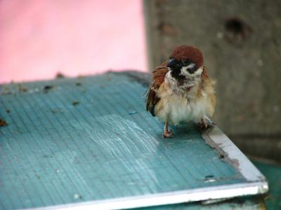 7/5/06 Scruffy Sparrow