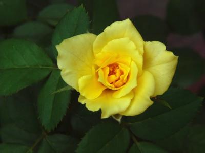 8/5/06 Little Rose