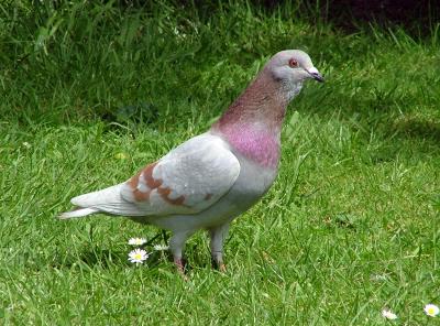 A Fine Specimen of Pigeonhood