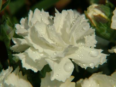 Dianthus