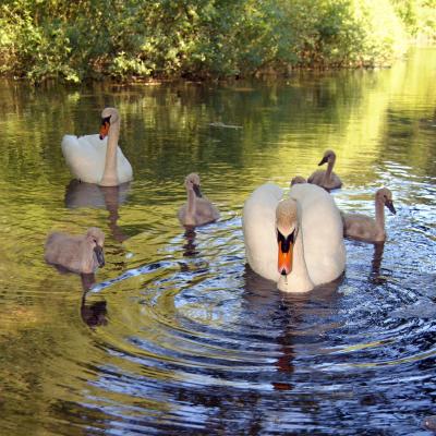 Family Outing