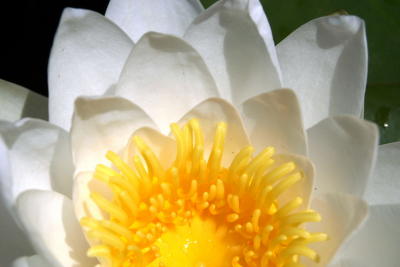 Lily