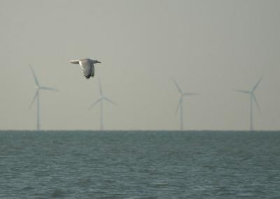 Seagulls and Windmills