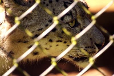 Drooling Snow Leopard