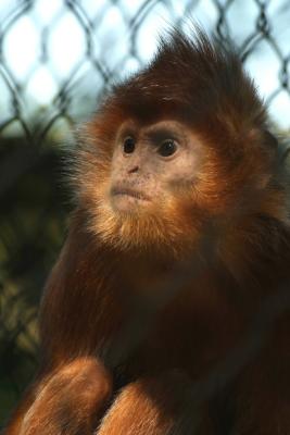 Javan Langur Monkey