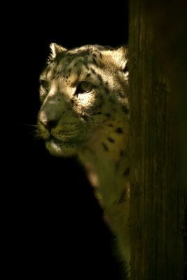 Hiding Snow Leopard