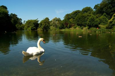 On the Lake