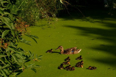 Big Brood