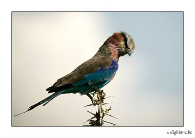 DT-Tanzania2006_F9A6125