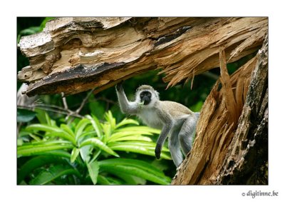 DT-Tanzania2006_F9A3512