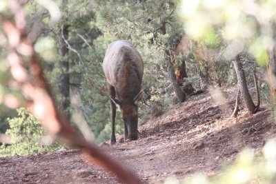 2011_11_06_ElkHuntScouting_0026.JPG