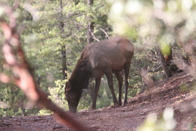 2011_11_06_ElkHuntScouting_0027.JPG