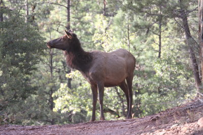 2011_11_06_ElkHuntScouting_0029.JPG