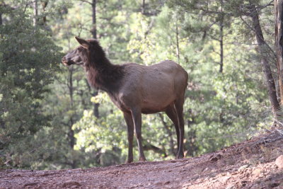 2011_11_06_ElkHuntScouting_0030.JPG