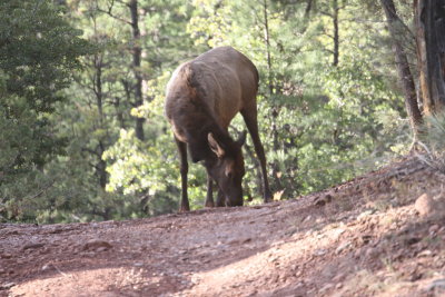 2011_11_06_ElkHuntScouting_0031.JPG