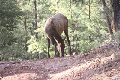 2011_11_06_ElkHuntScouting_0032.JPG