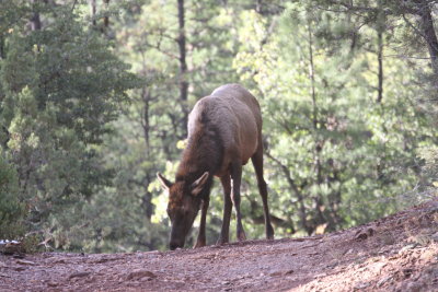 2011_11_06_ElkHuntScouting_0033.JPG