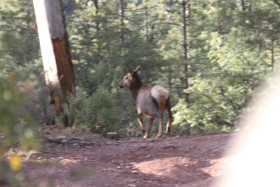 2011_11_06_ElkHuntScouting_0036.JPG