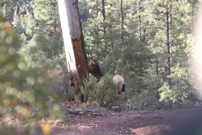 2011_11_06_ElkHuntScouting_0037.JPG