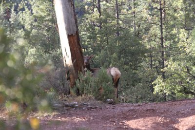 2011_11_06_ElkHuntScouting_0038.JPG
