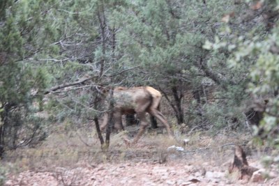 2011_11_06_ElkHuntScouting_0040.JPG