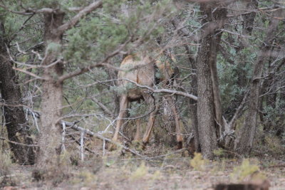 2011_11_06_ElkHuntScouting_0042.JPG