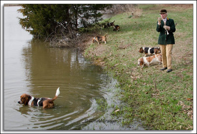 Three Creek Bassets Gold Cup Weekend - 2011