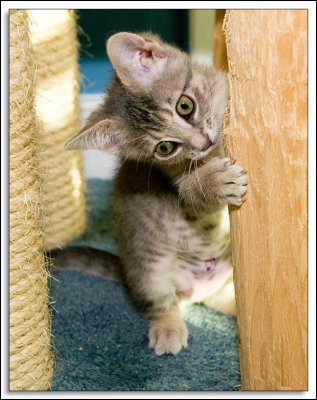Gummi Cats 2007