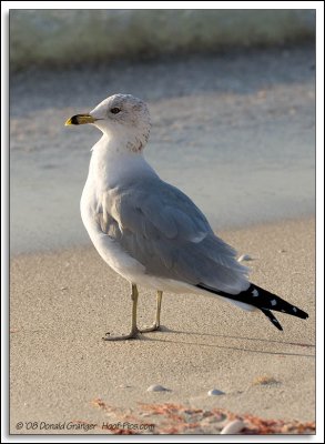 Gulls_D3C_0022.jpg