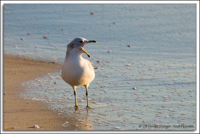 Gulls_D3C_0048.jpg