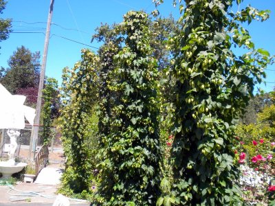 Hops1.jpg