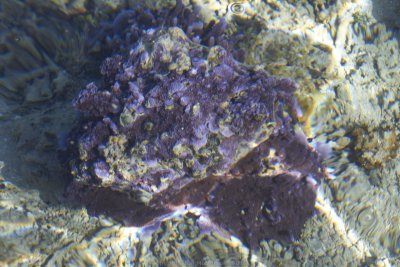 Coral at the foot of steps into the lagoon