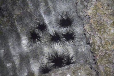 Sea urchins going for a walk
