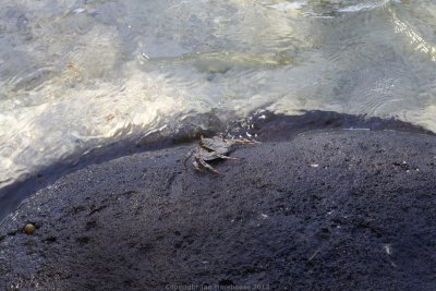 crab on rock