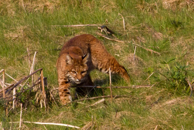 bobcat_2011