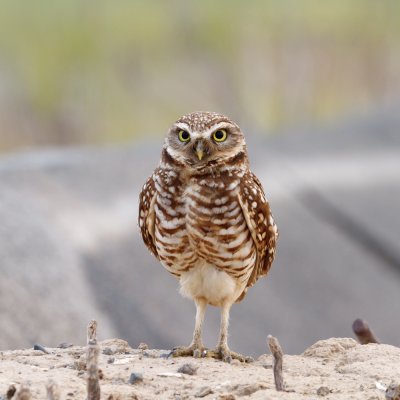 owls_2011