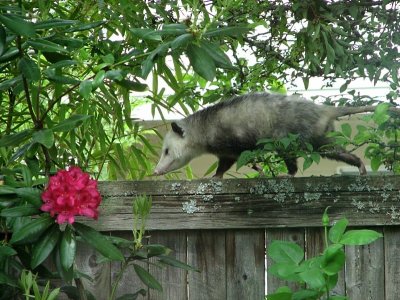 June ~ Daylight possum! - IMG_1107.jpg