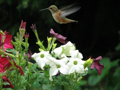 June ~ Stewart's I am Frans Lanting picture of the year :-) - IMG_1152.jpg