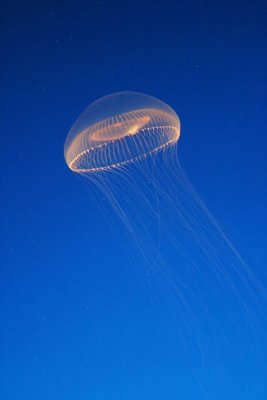 May ~ Vacation - Monterey Bay aquarium - IMG_6224.jpg