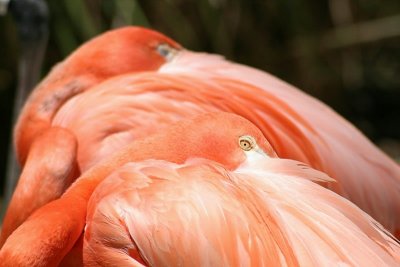 May ~ Vacation - San Diego zoo - IMG_7352.jpg