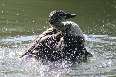 May ~ Vacation - San Diego wildlife park - IMG_8230.jpg