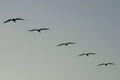 May ~ Vacation - Pelicans (as well as seals & dolphins) - IMG_8280.jpg