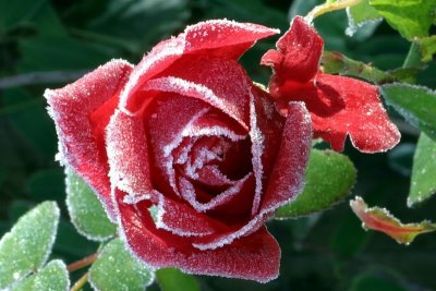 November ~ First but beautiful cold snap at home - IMG_9767.jpg