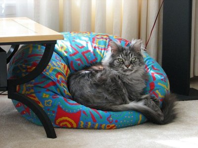 Cat also finally discovered the beanbags! - IMG_1046.jpg