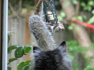Squirrels discovered the suet! - IMG_1382.jpg
