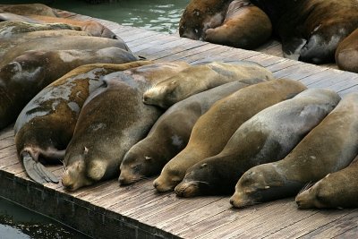 Seals at San Francisco - IMG_5644.jpg