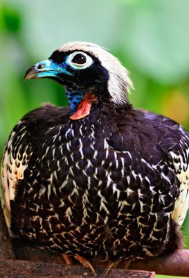 Iguassu Bird Park - Parque das Aves Iguassu