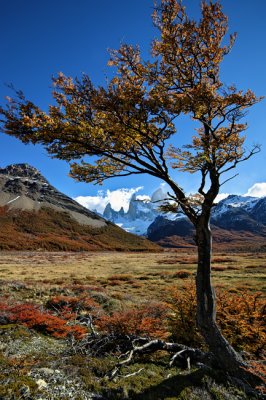 Patagonic autumn